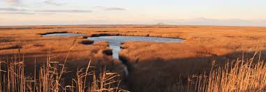 Disappearing wetlands might cost the world up to $39 trillion in lost revenue