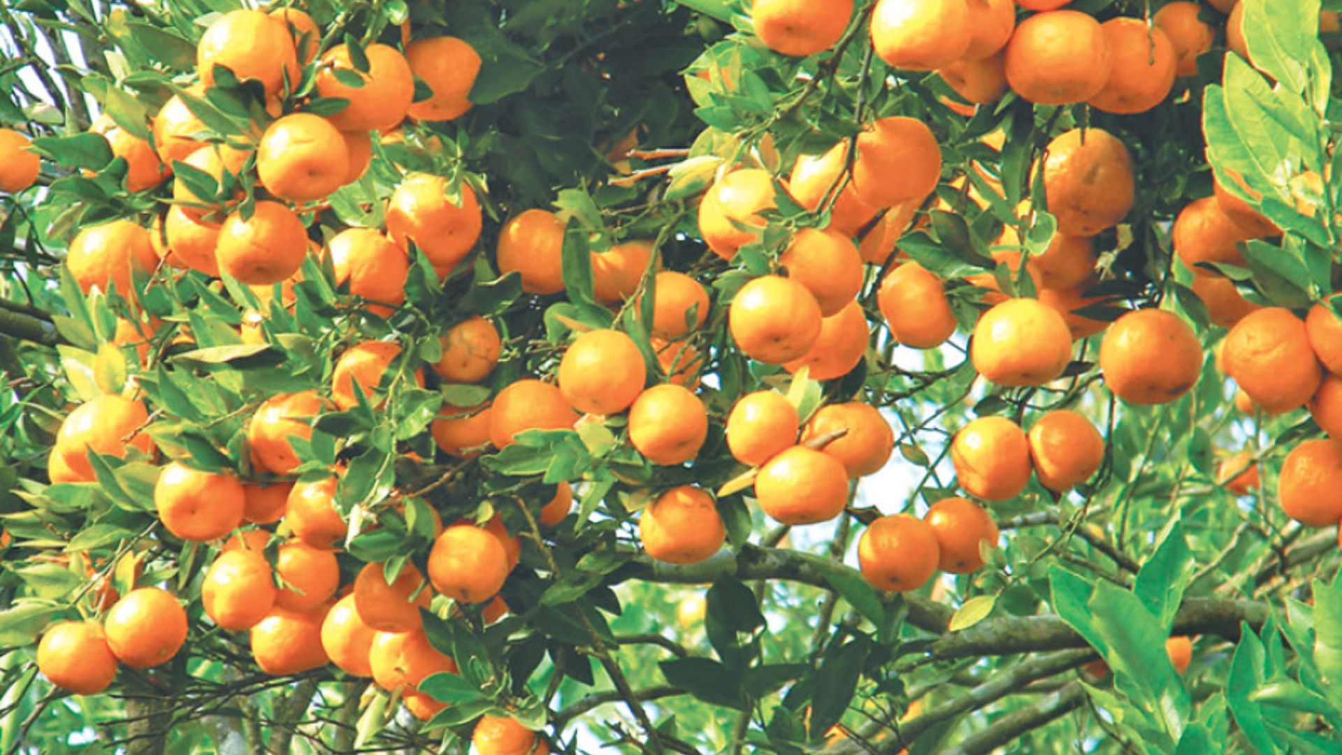 Palpa Farmers Harvest Over 9,000 Tons of Oranges