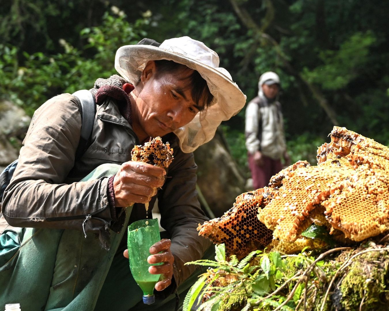 Honey hunter extracting wild honeycomb in the forest using a plastic bottle.