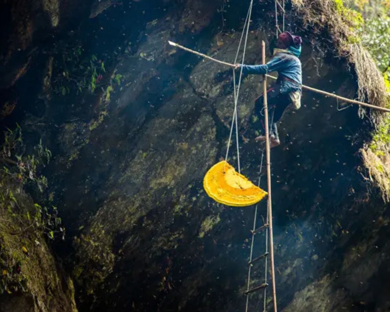 Traditional honey hunter climbing a rope ladder on a cliff to harvest wild honeycombs in Nepal.