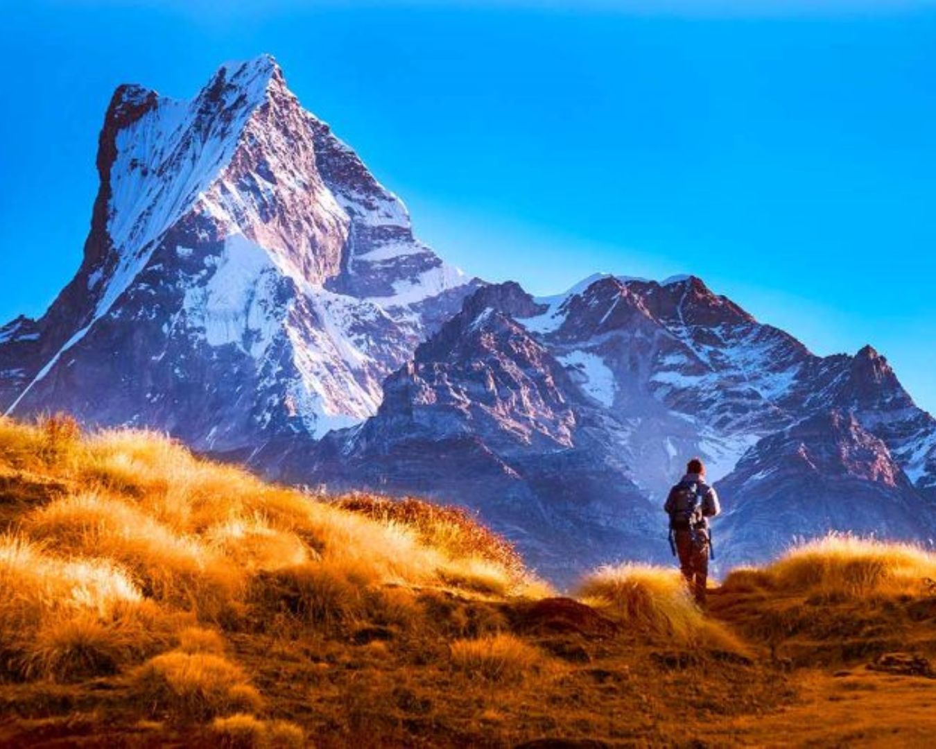 Mardi Himal trekker walking through golden grass with snow-capped Machhapuchhre mountain in the background